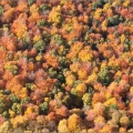 Autumn colours from the air near Dunblane